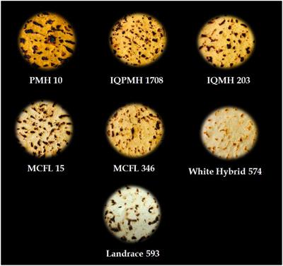 Improvement in nutritional quality of traditional unleavened flat bread using Quality Protein Maize